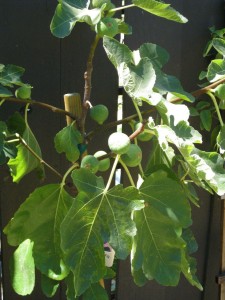 Fig Tree Fig Tree